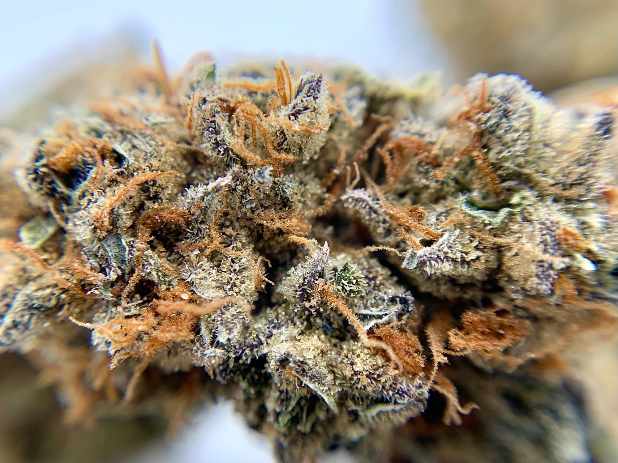 King Sherbert Macro RS