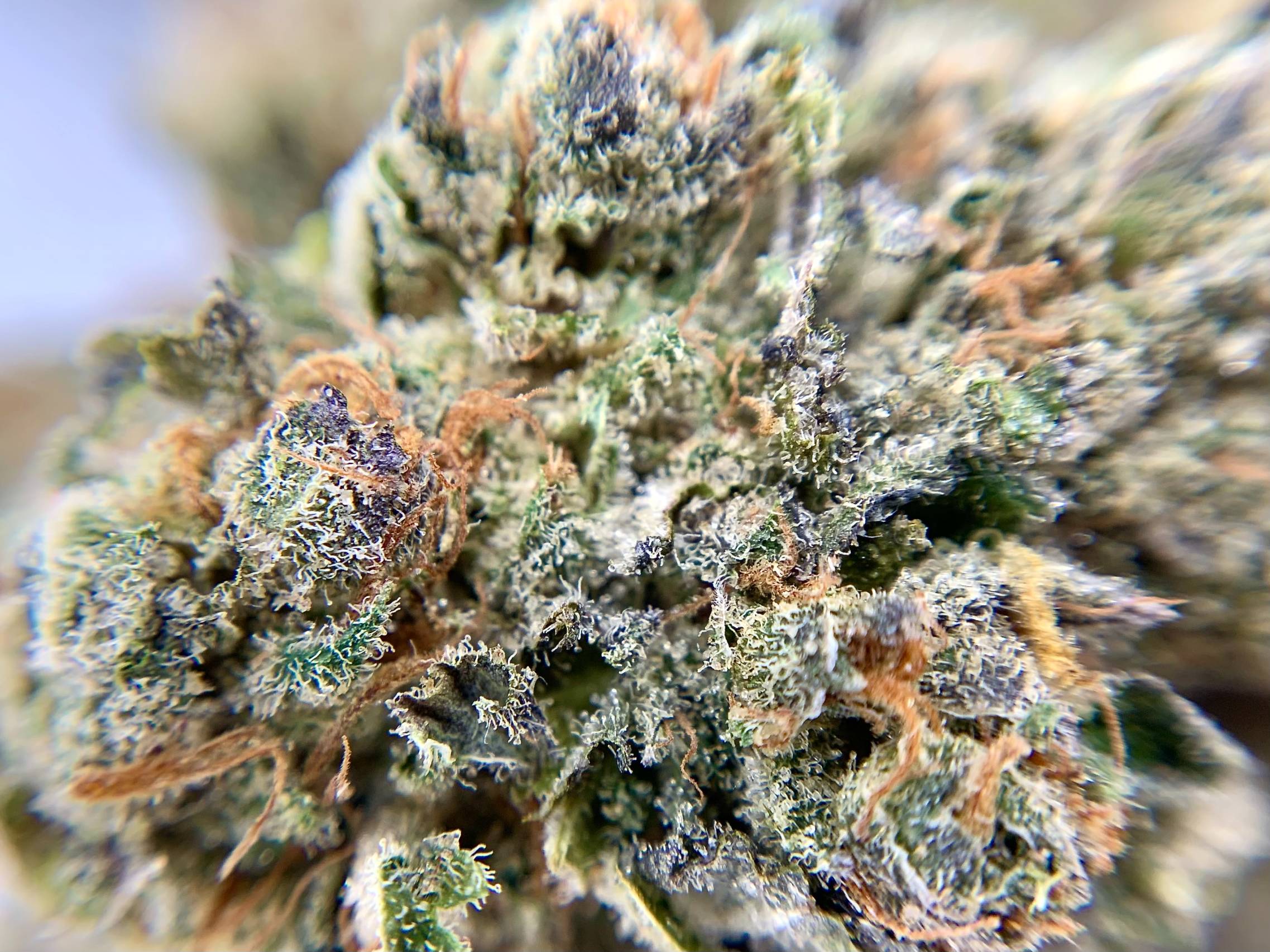 The Force Macro RS