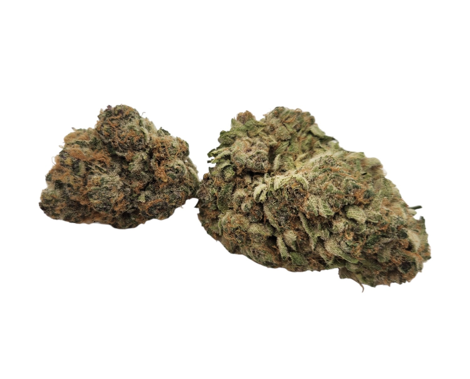 Mimosa-Photoroom Mimosa - Image 1