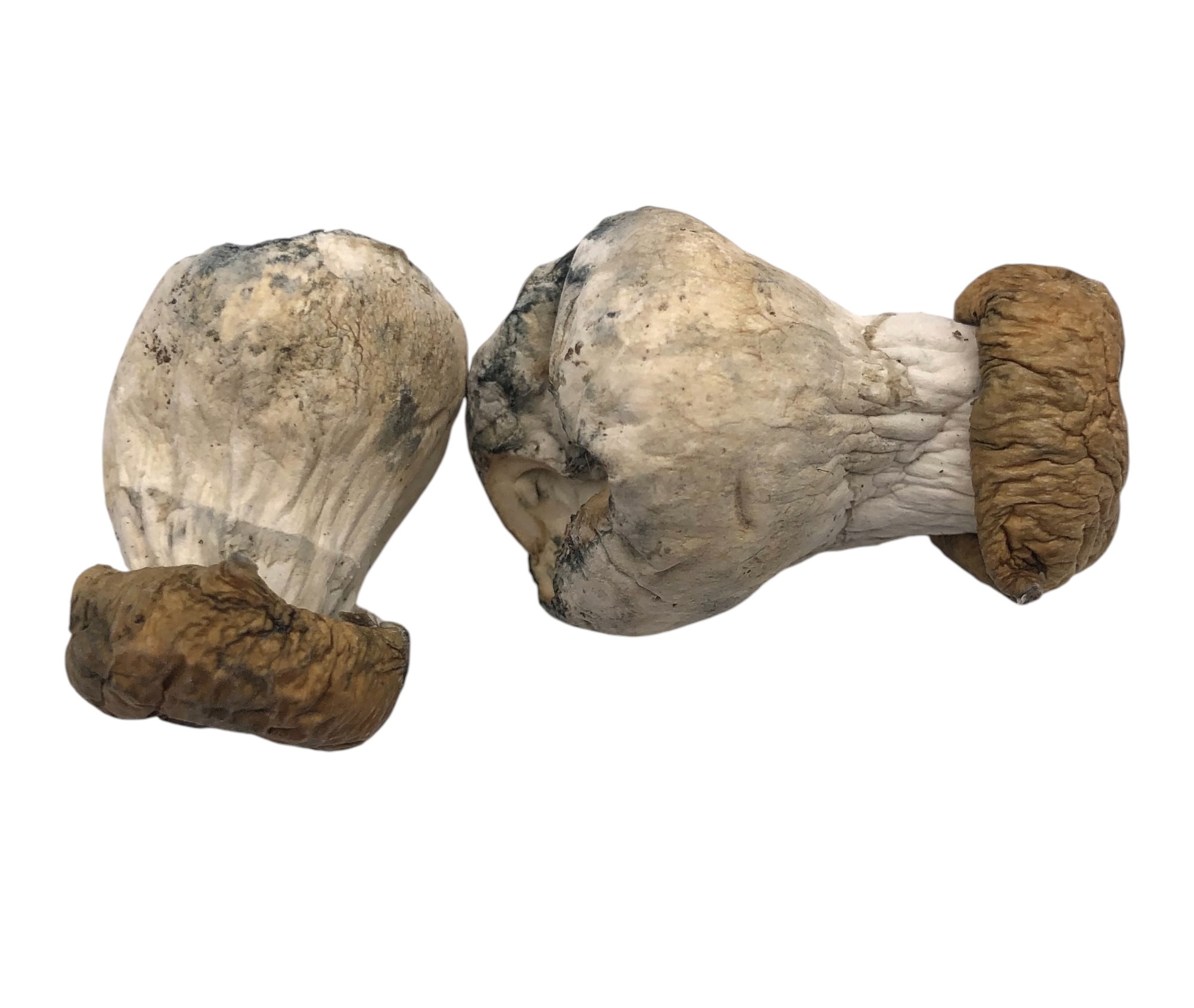 professors-Photoroom Professor's Pride - Image 1