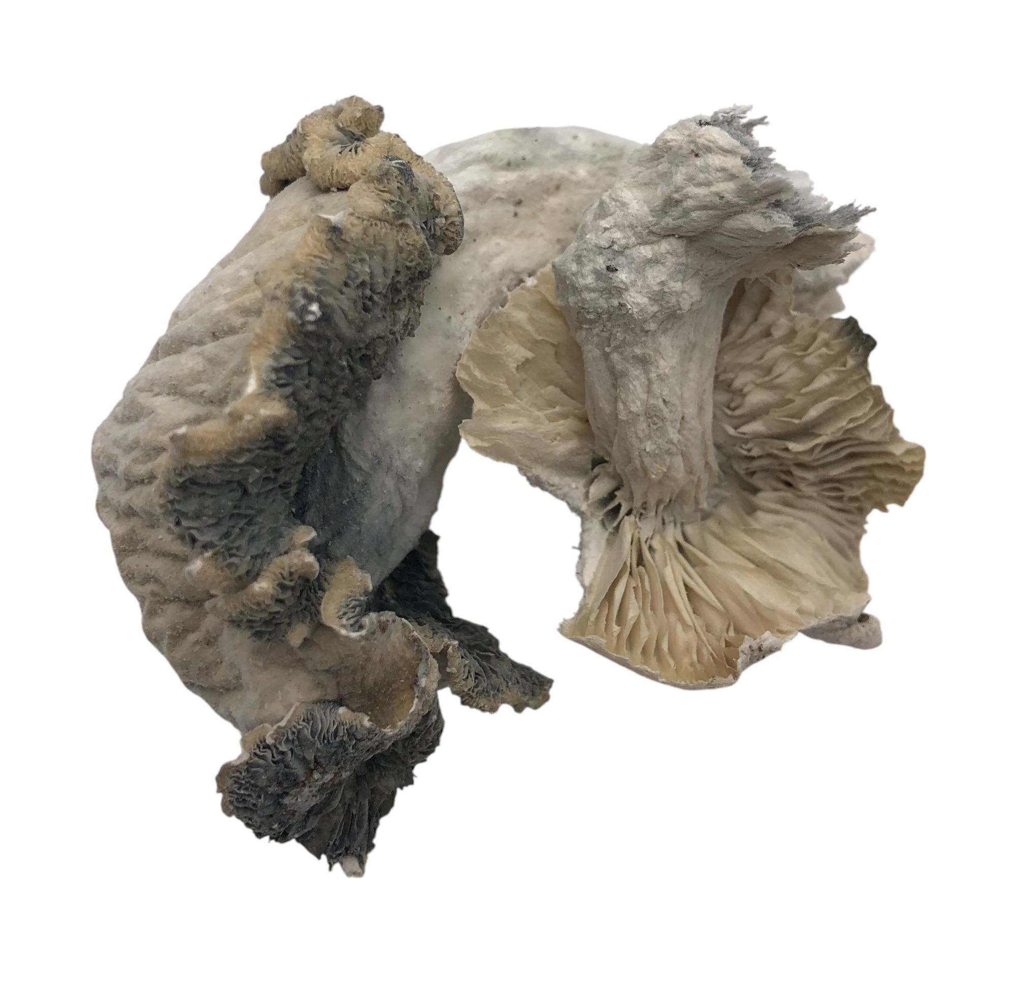 albino samui-Photoroom Albino Samui - Image 1